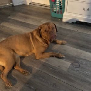 Meet your Posher, Nelson